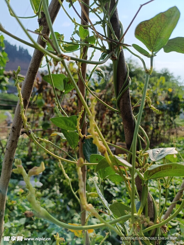 藤蔓植物特写