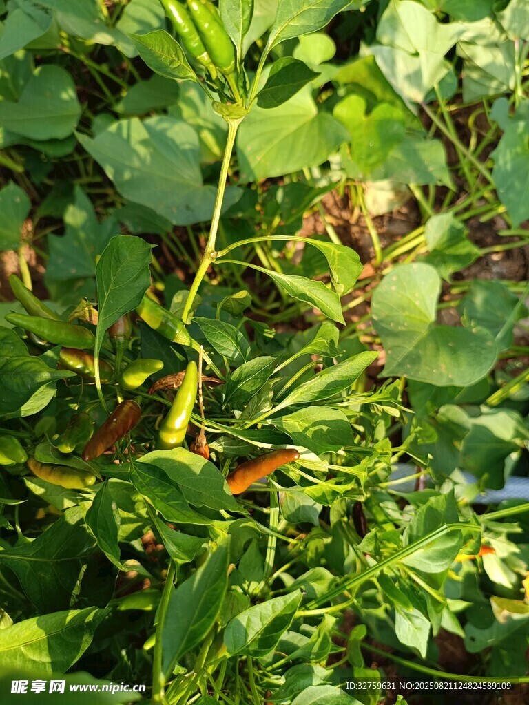 绿叶间的多彩植物景象