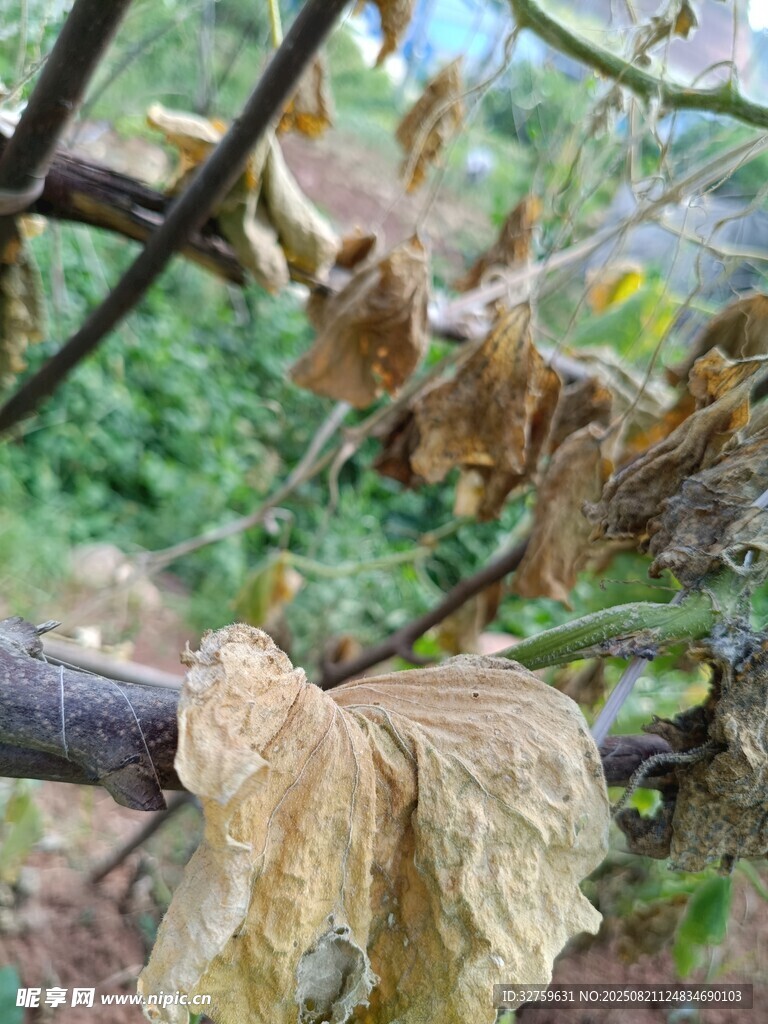 枯萎的藤蔓叶片特写