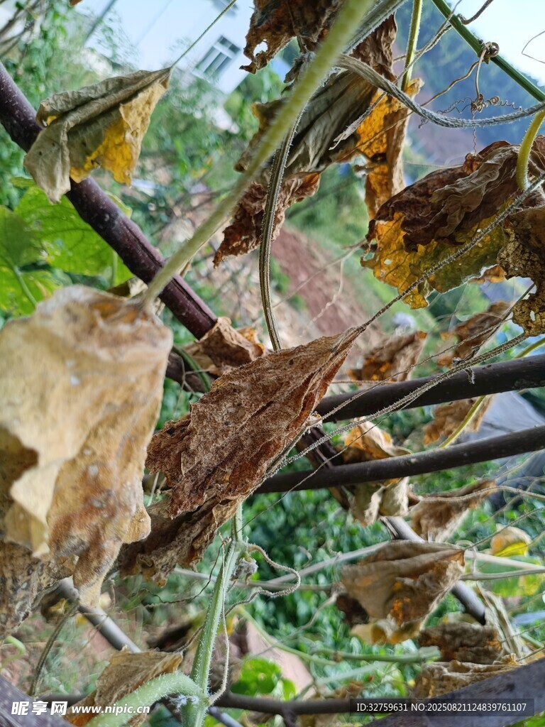 枯萎藤蔓上的残败叶片