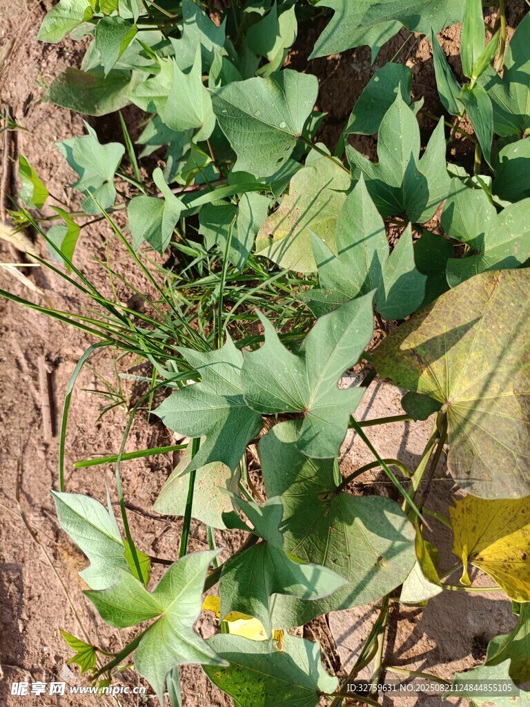 地面生长的绿色植物
