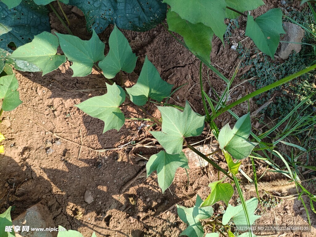 绿叶植物生长于泥土中