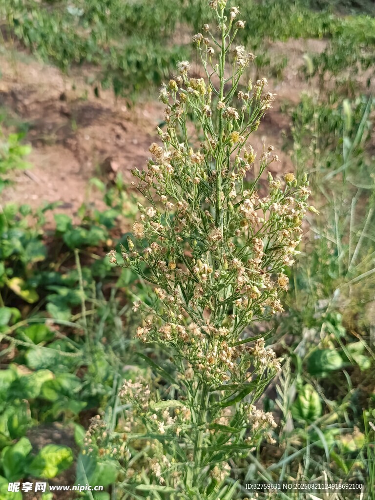 田间生长的绿色植物