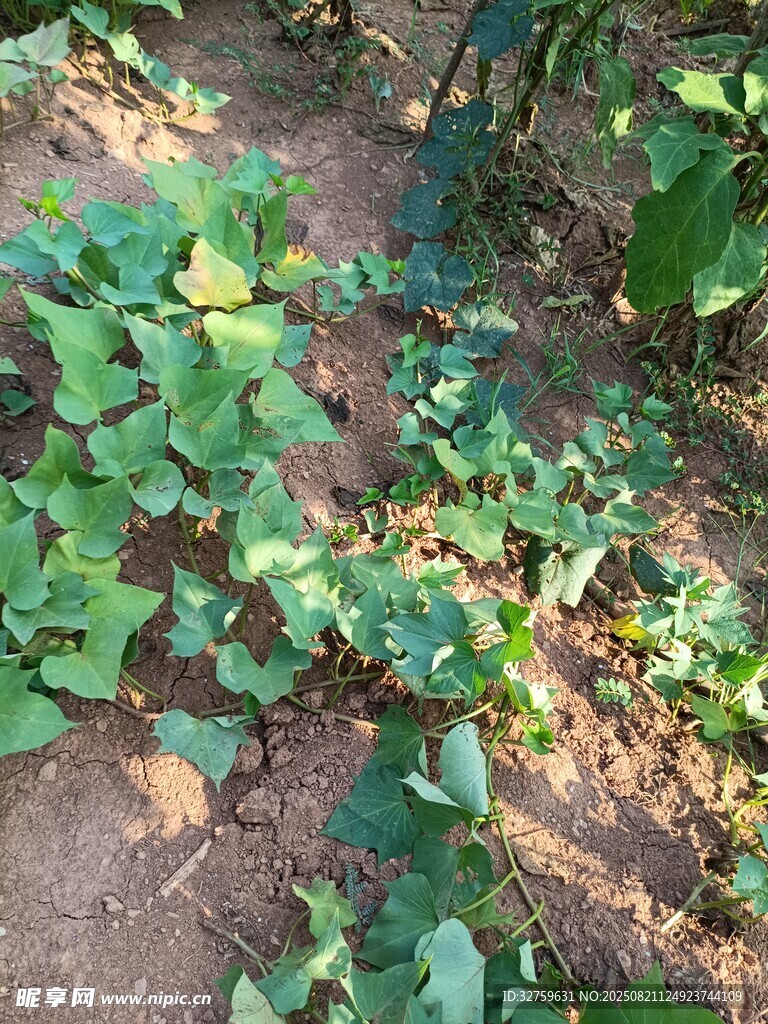 地面生长的绿色植物