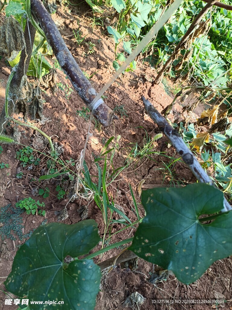 地面藤蔓与植物根系景象