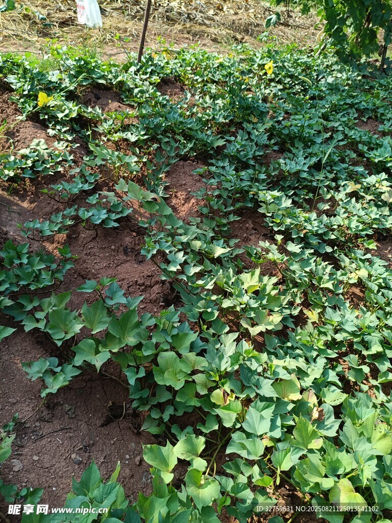 地面上的翠绿常春藤植物