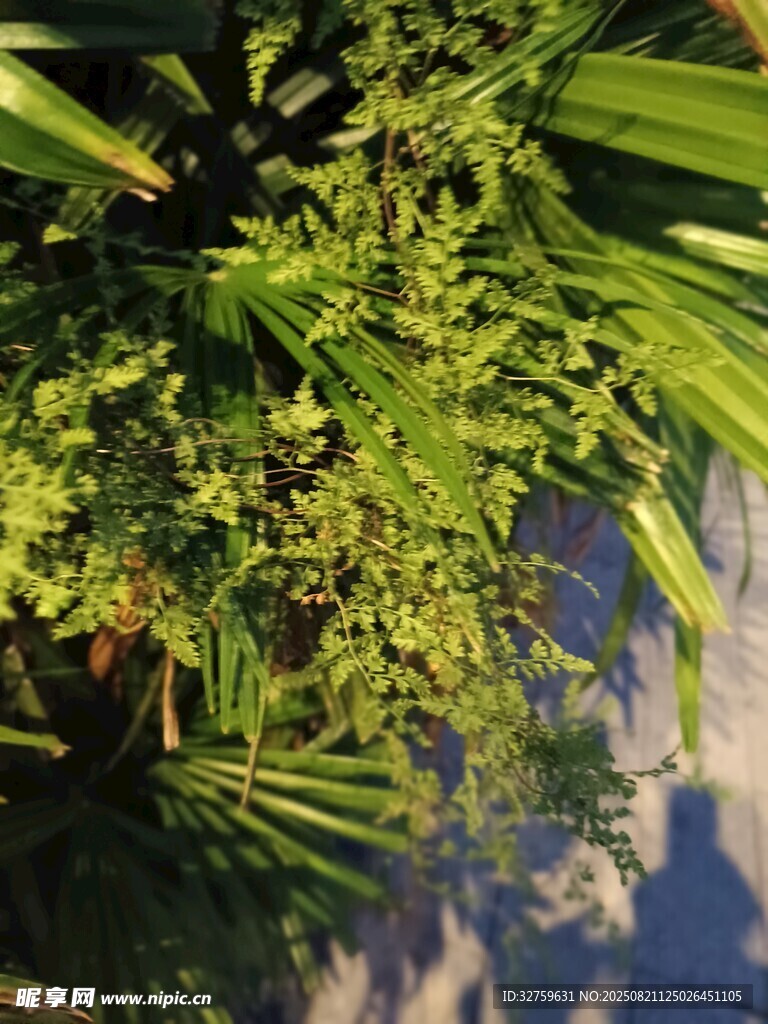 阳光下的翠绿植物
