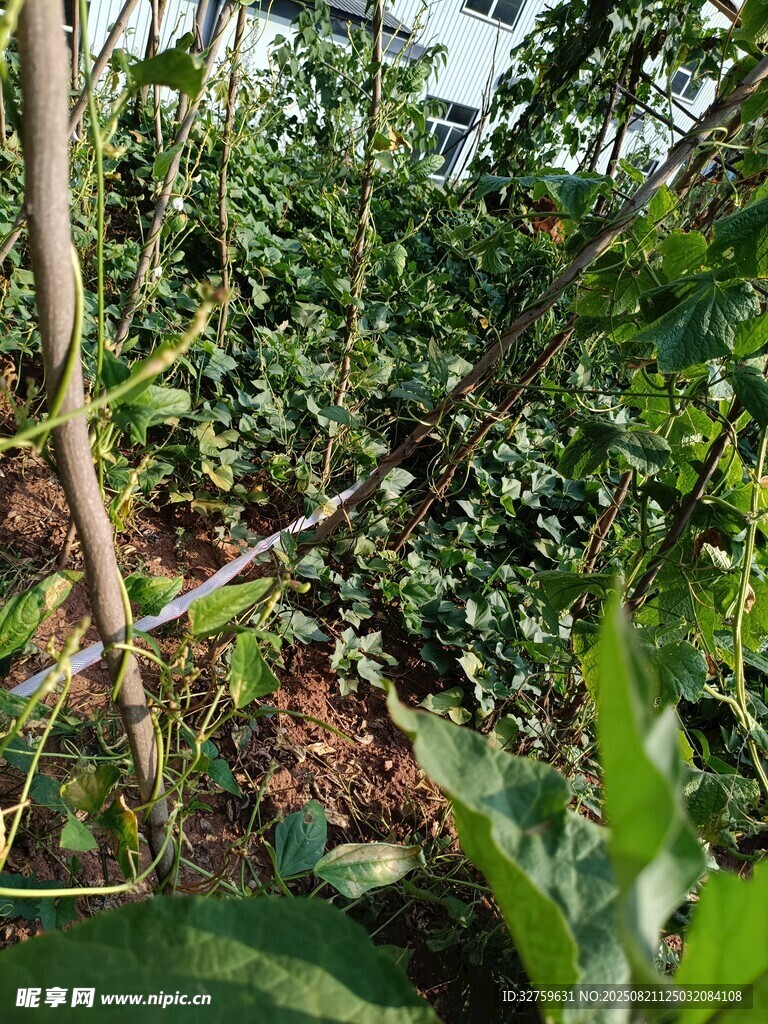 繁茂的田间植物景观