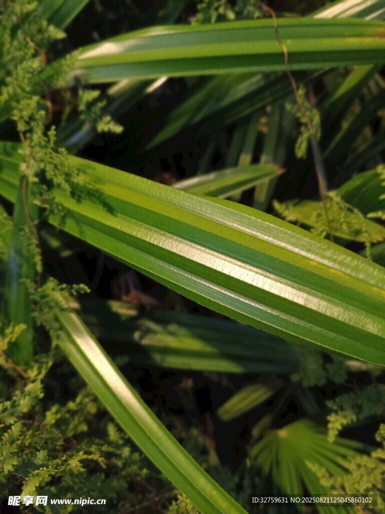 翠绿叶片特写