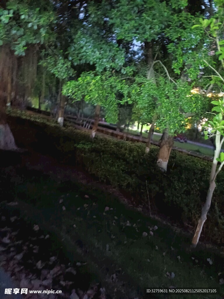 静谧树林中的木质步道