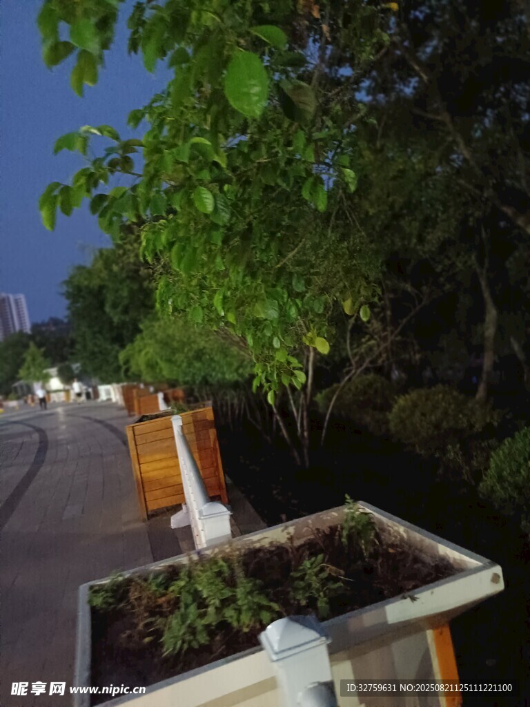 夜晚路边绿植景观