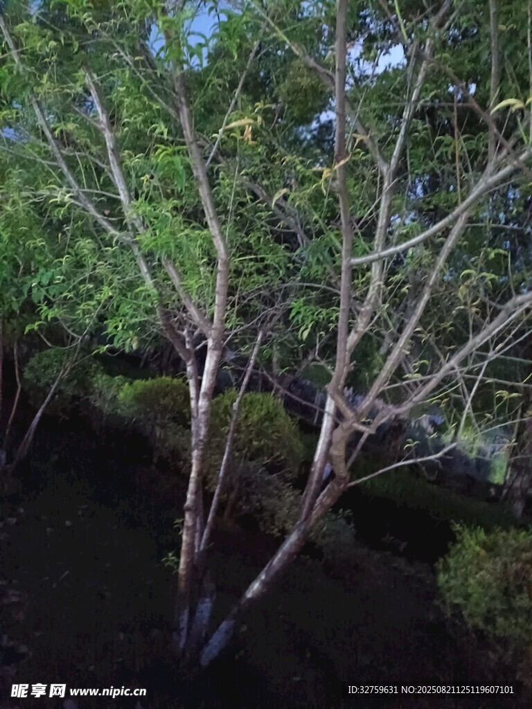 枝繁叶茂的树木景观