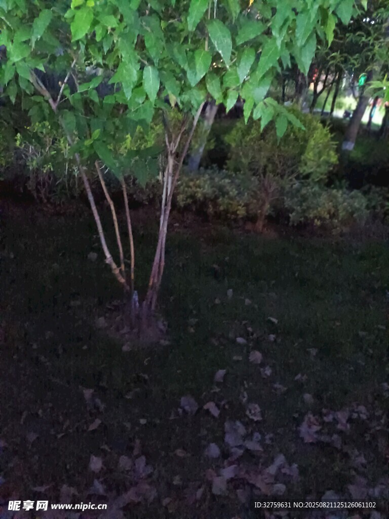 夜色中的翠绿小树