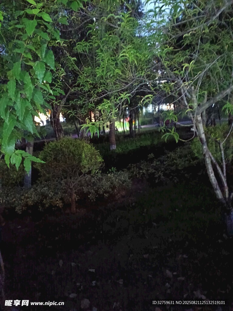 黄昏下的静谧树林景观