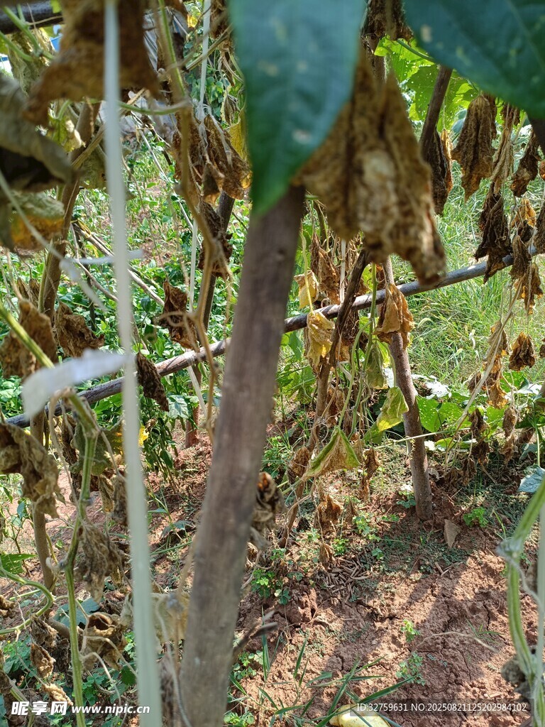 田间生长的绿色植物