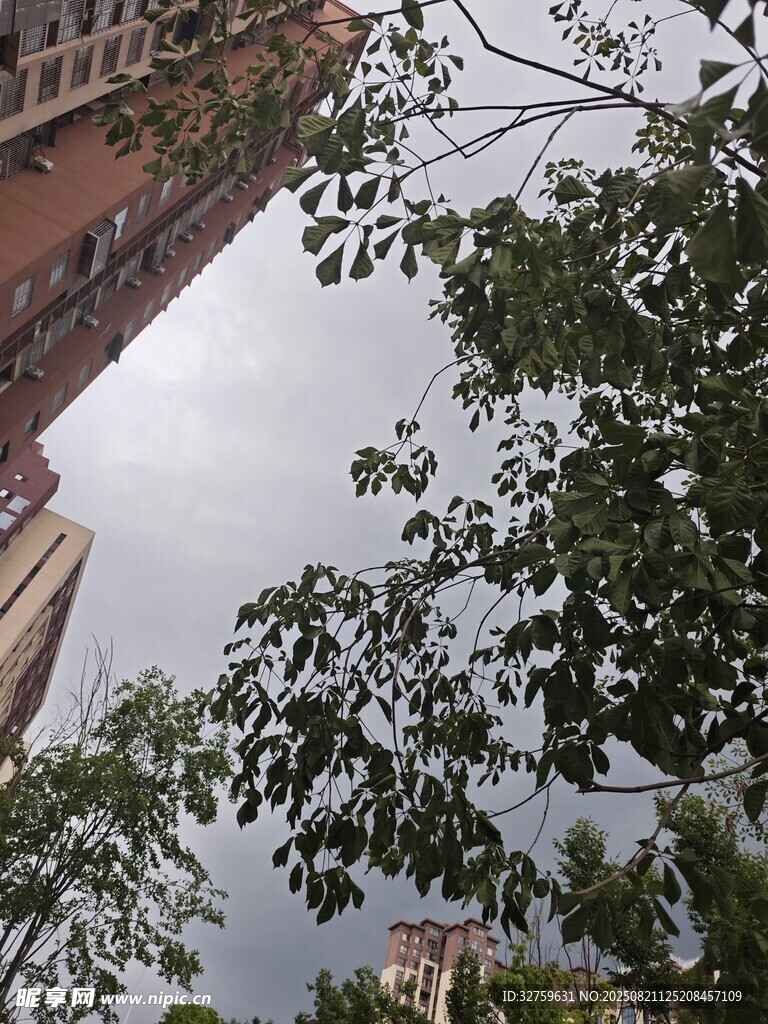 仰视城市建筑与繁茂枝叶