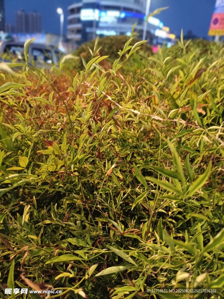 草丛特写