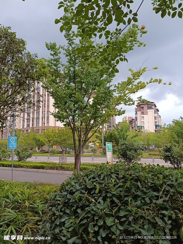 城市中的绿植与建筑景观