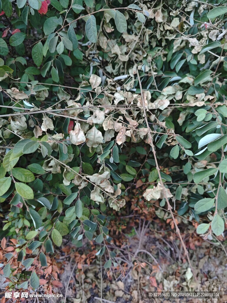 绿叶丛中的白色小花