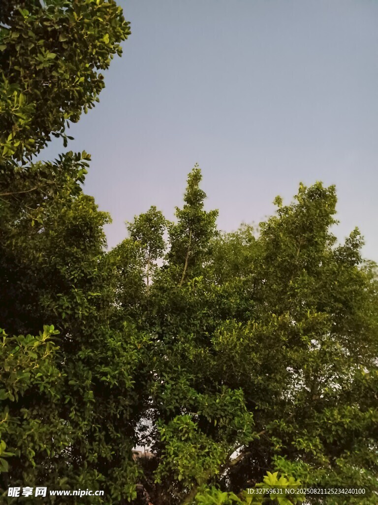 茂密树林中的开阔天空