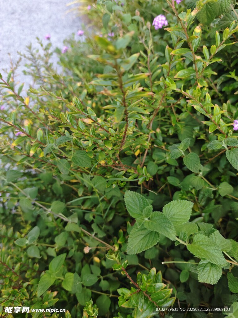 绿叶丛中的娇艳小花