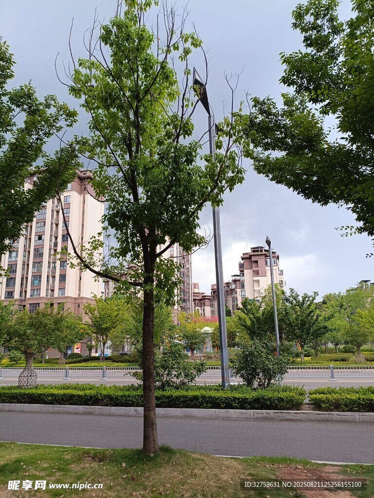 城市路边绿树与建筑景观