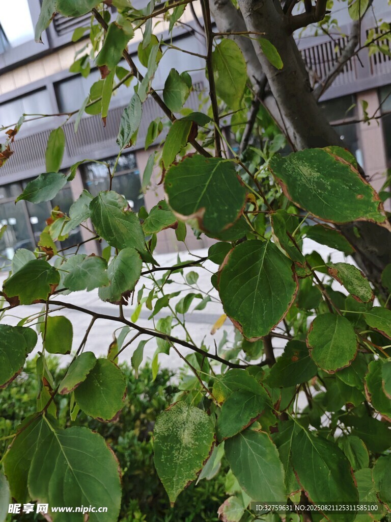 绿叶繁茂的植物枝干