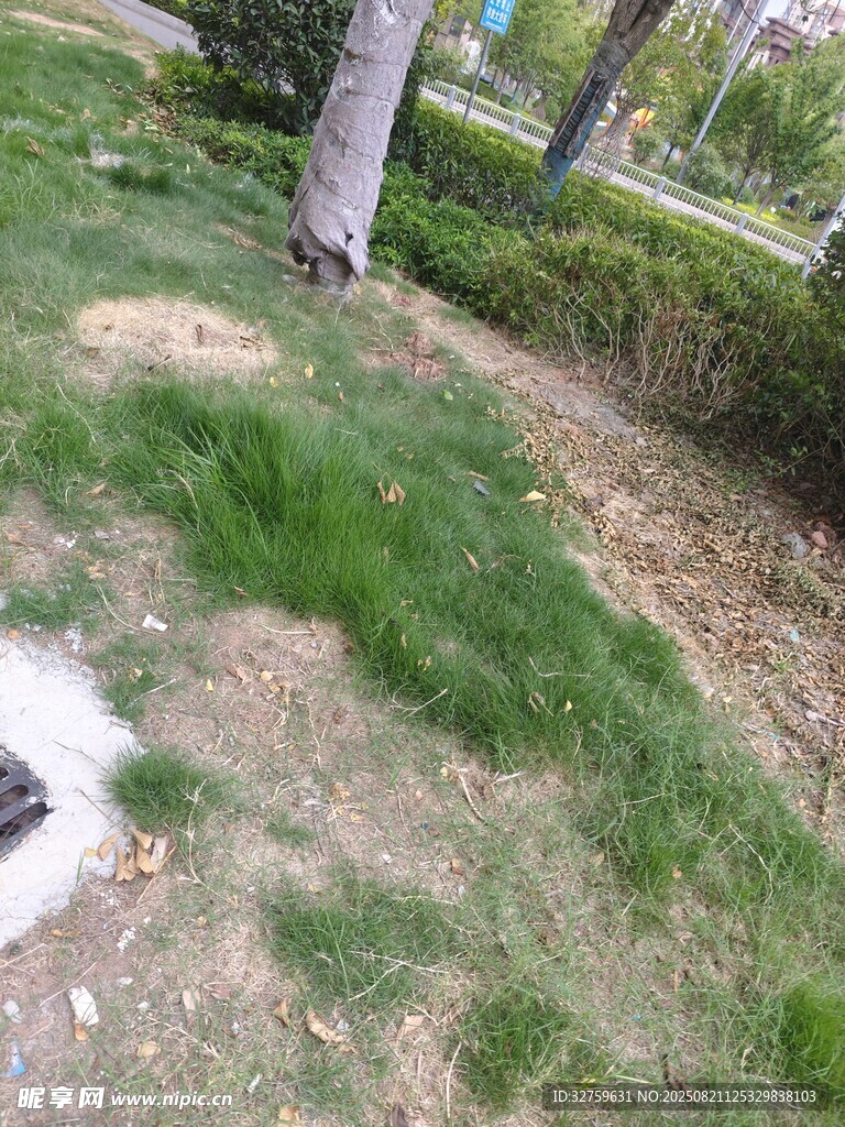 路边草地景象