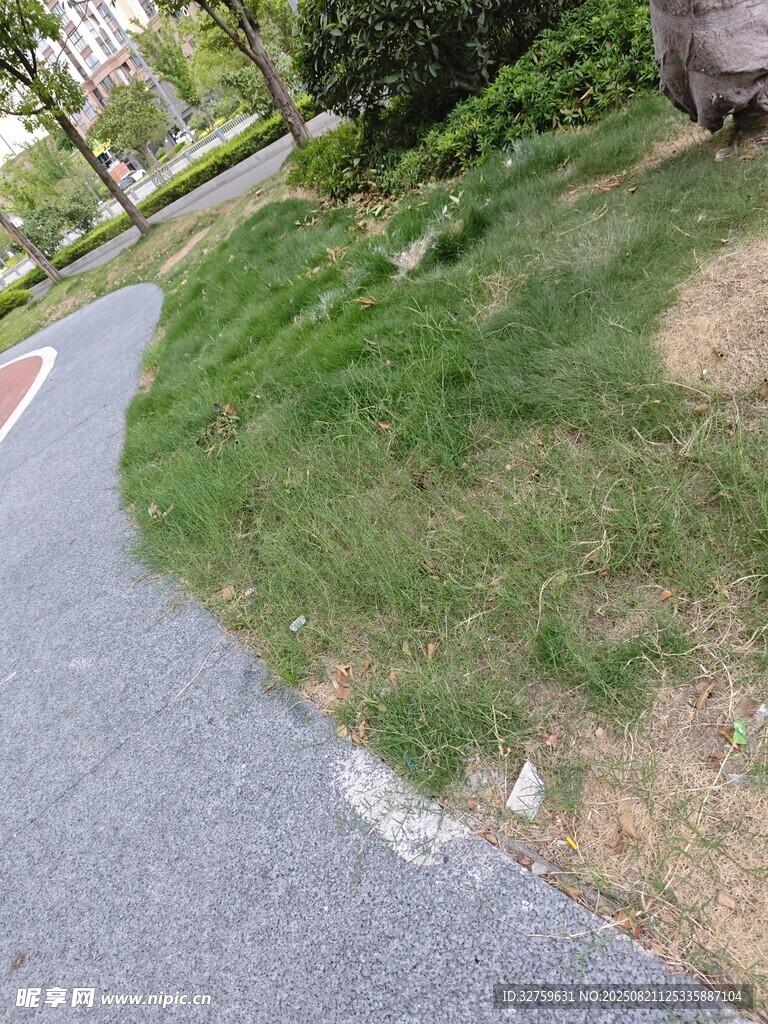 蜿蜒小路旁的绿意景致