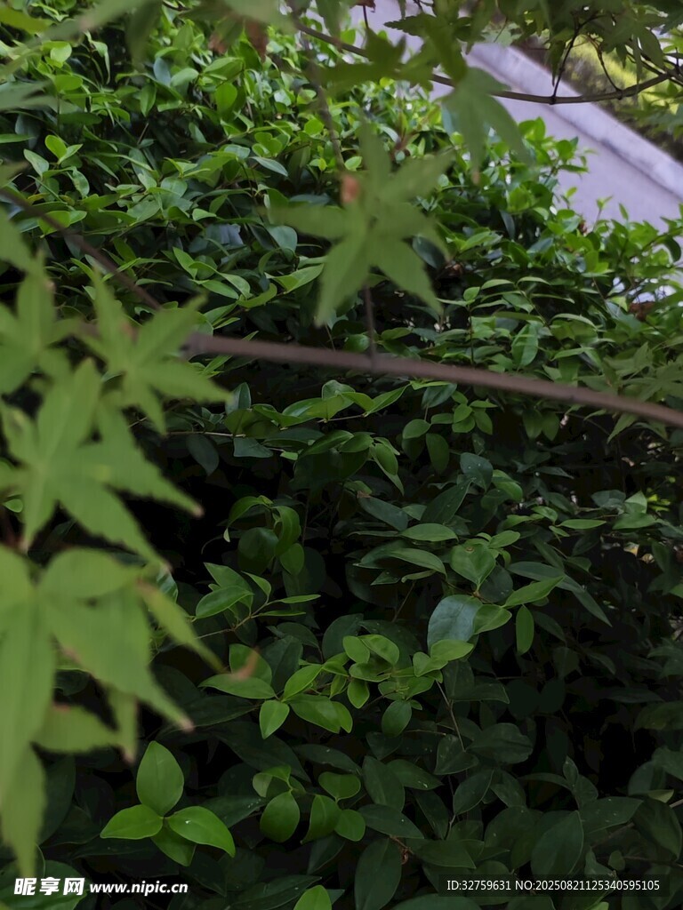 繁茂绿植 