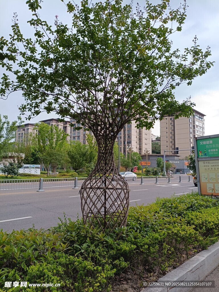 街边造型独特的景观树