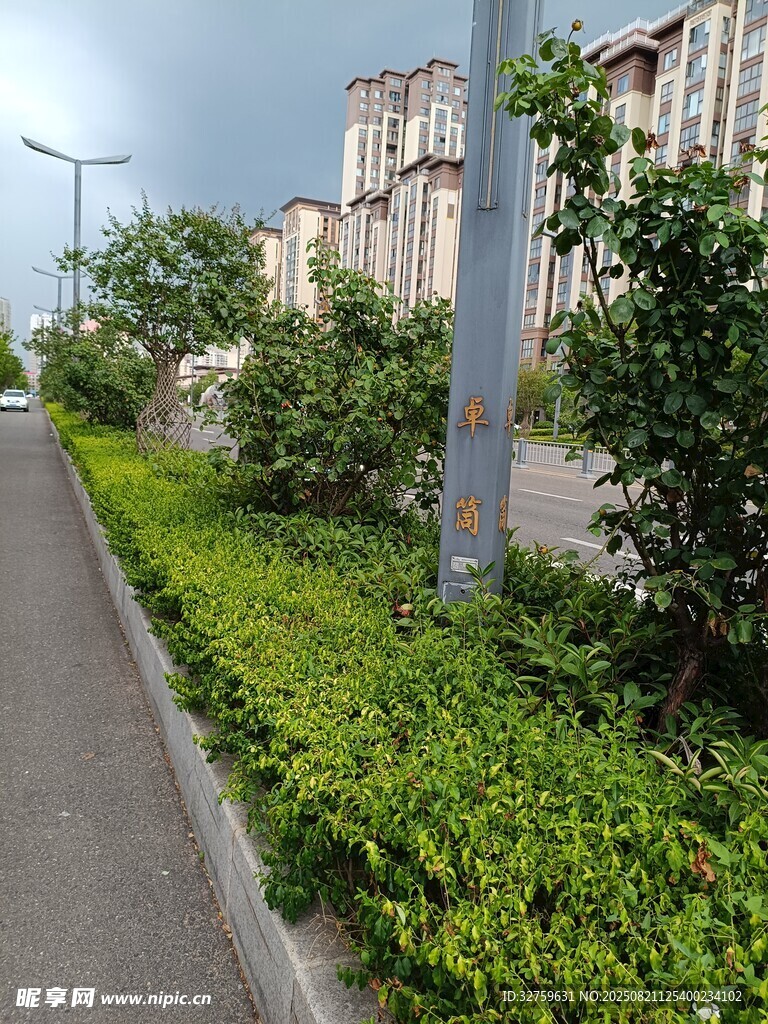 城市街边绿意盎然的绿化带