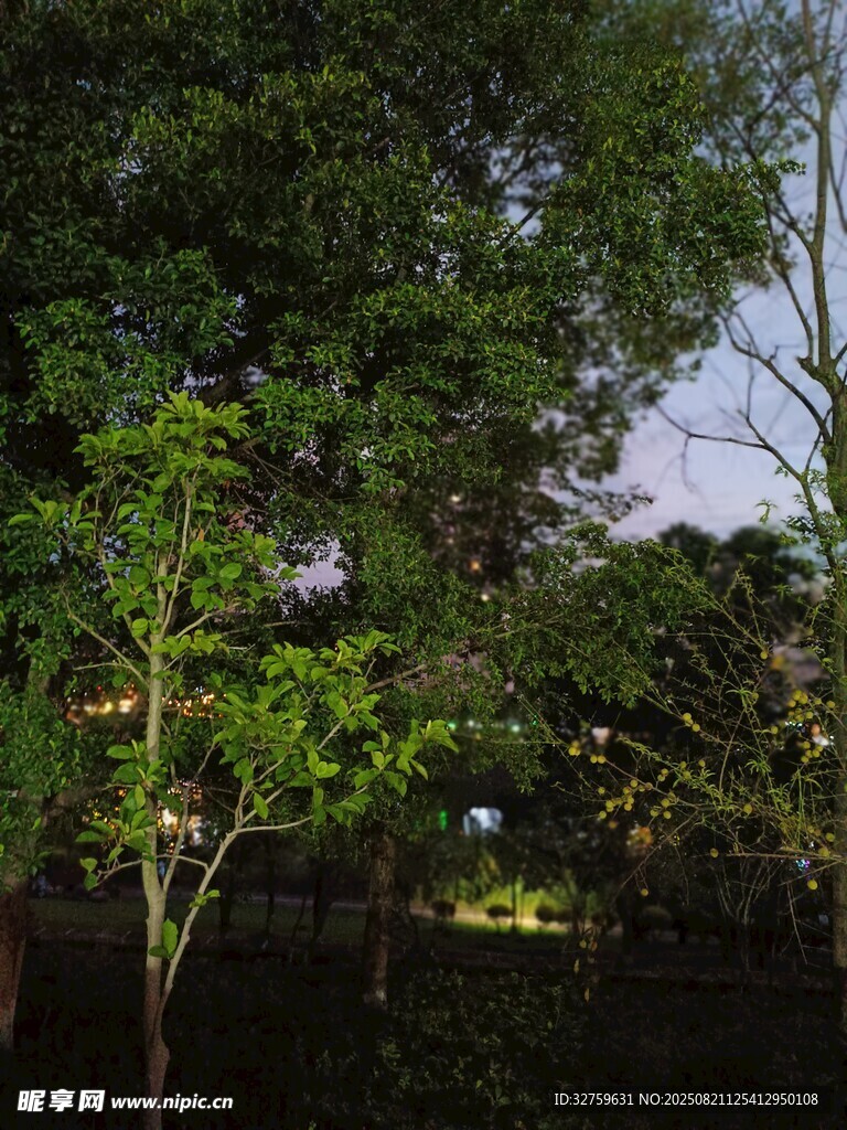 夜幕下的葱郁树木景观