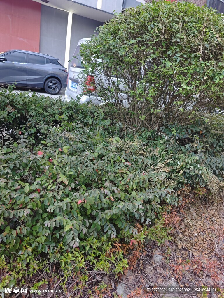 户外繁茂绿植景观