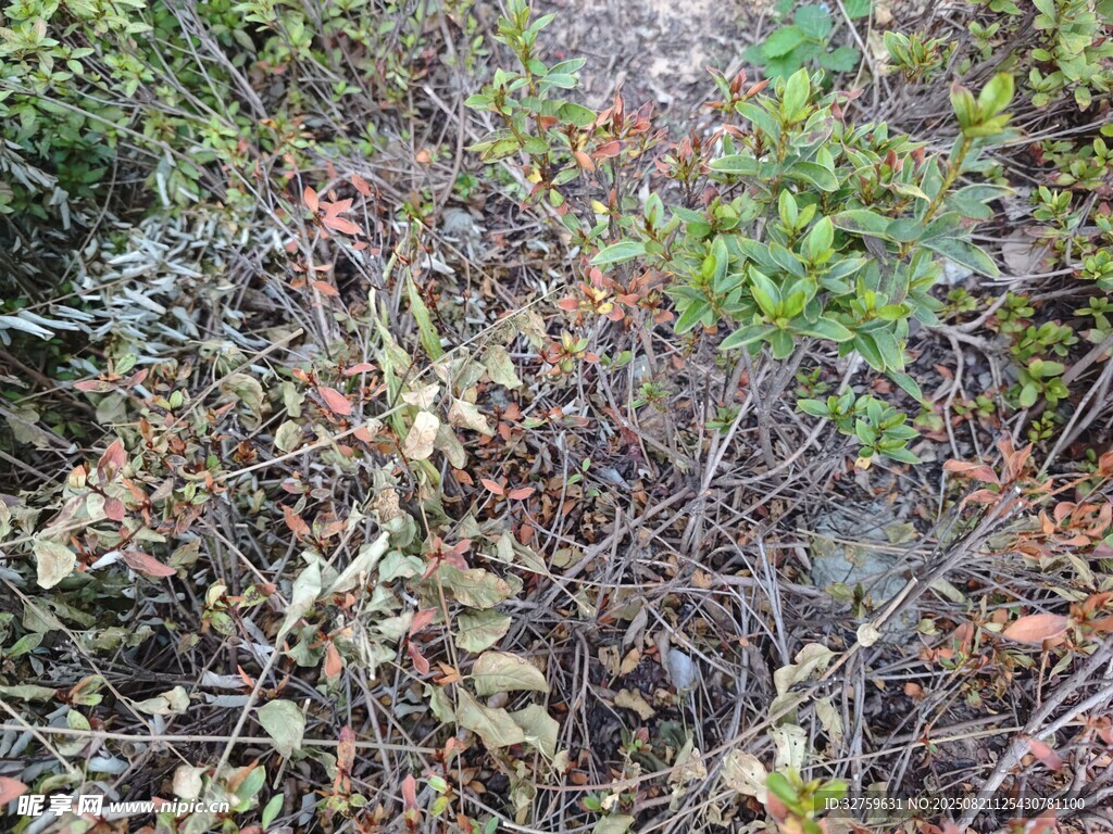 山间杂乱丛生的植物景象