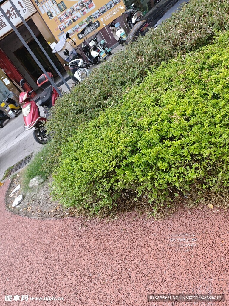 街边绿植景观