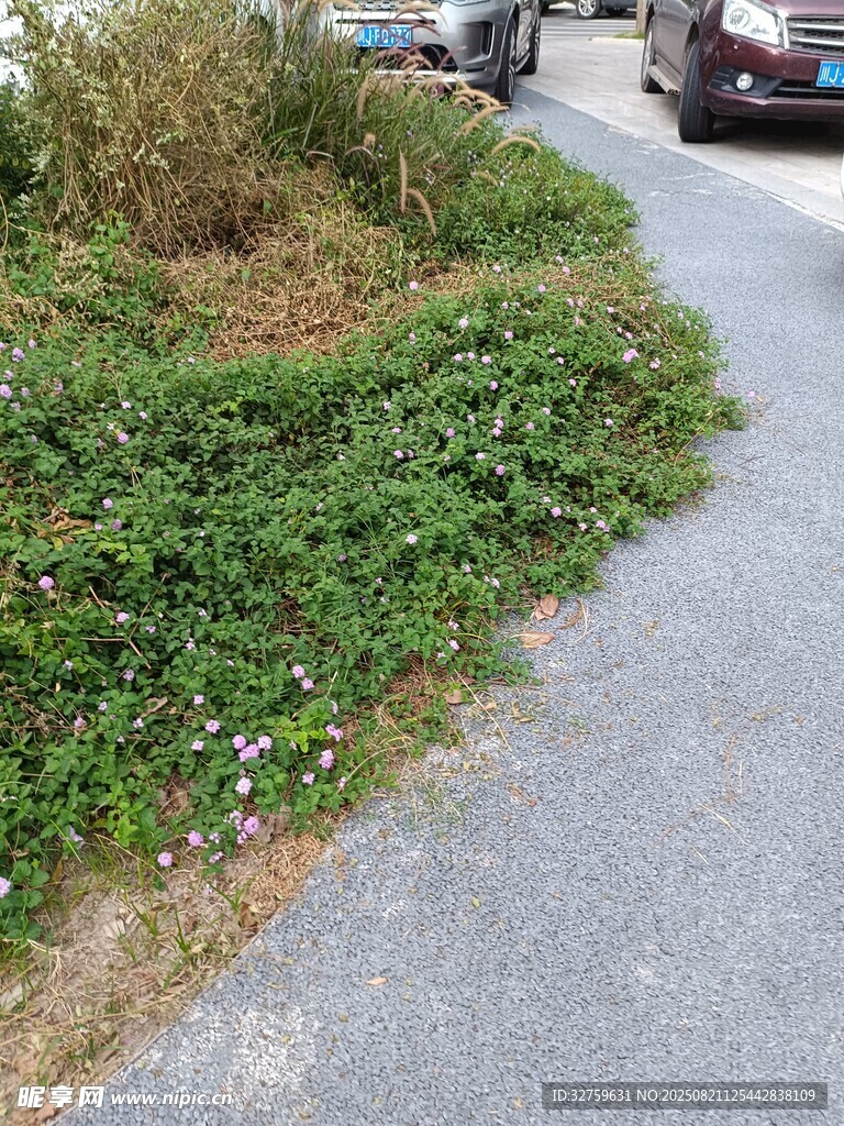 路边繁茂绿植景观