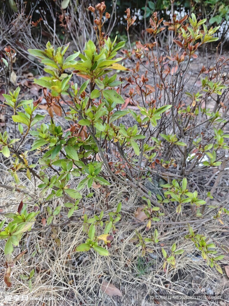 野外生长的绿色小植物