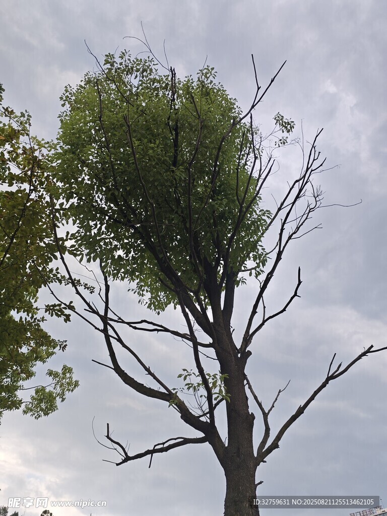 枯荣并存的独特树木景观