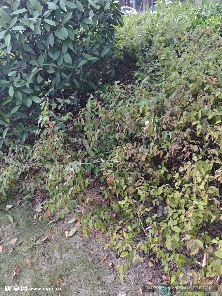 户外繁茂绿植景观