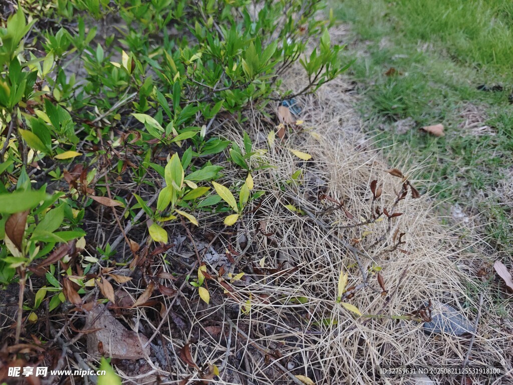 地面绿植与枯黄杂草景象