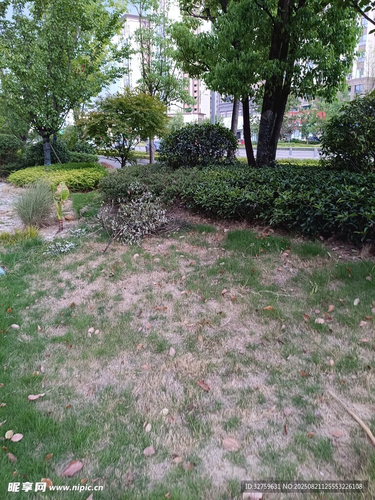草坪斑秃景象