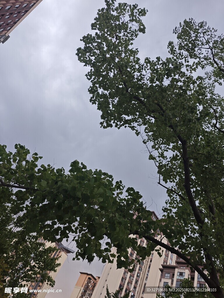城市中繁茂的绿树