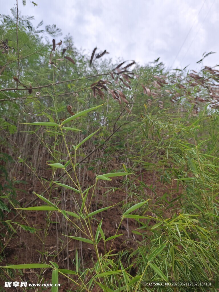 野外繁茂的绿色植物景观