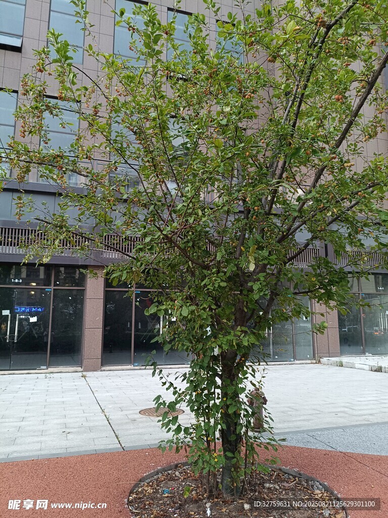 街边绿树与背后建筑景观