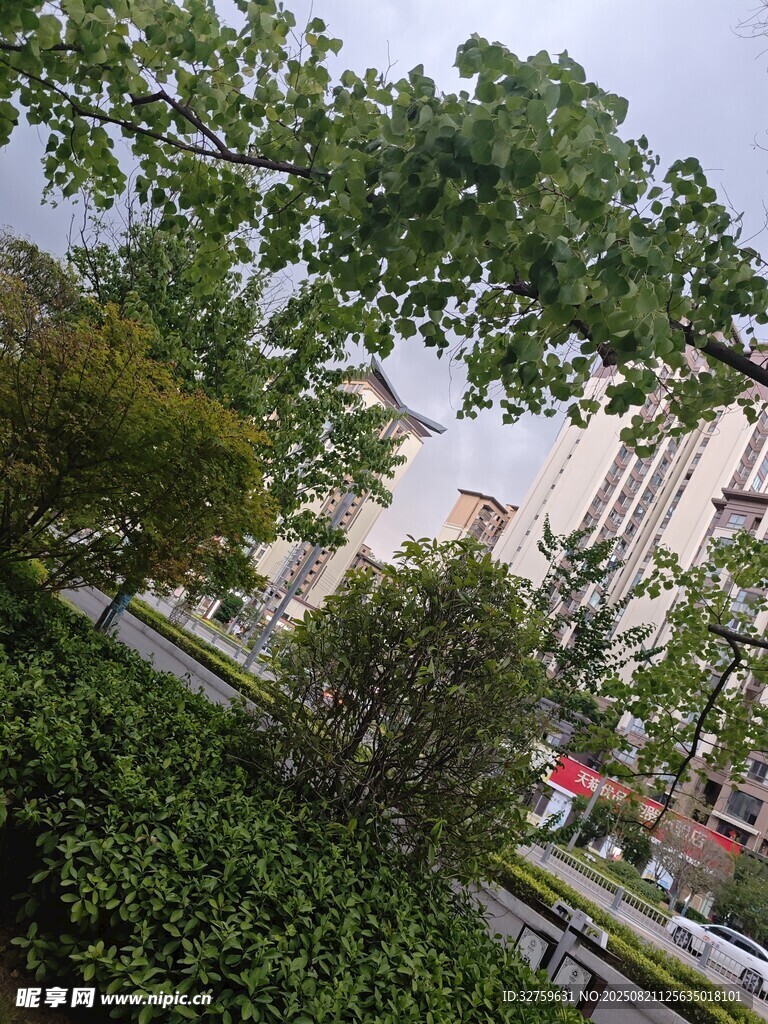 城市中繁茂的绿树景观