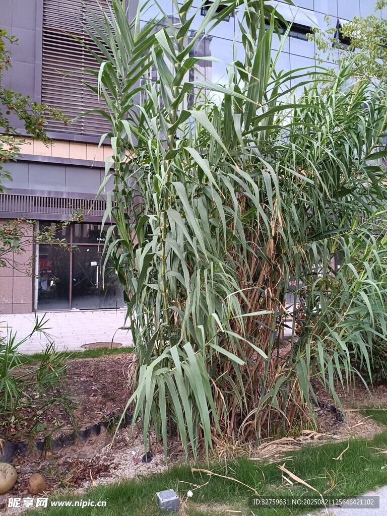 户外葱郁绿植景观
