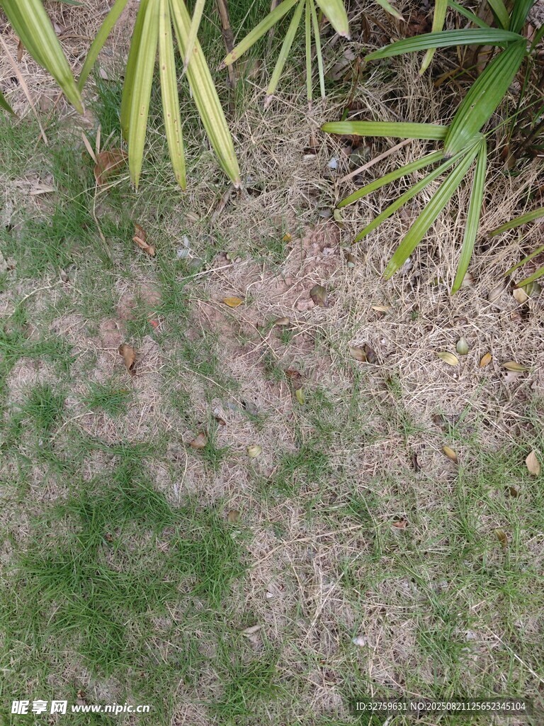 地面绿植与枯黄草地景象