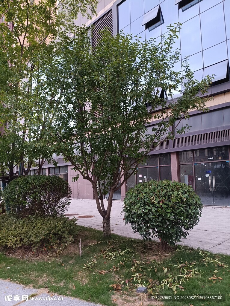 城市街边绿植景观