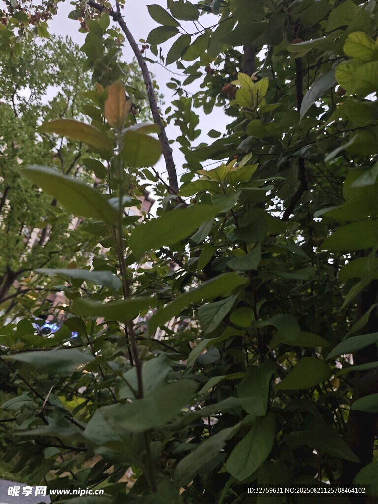 繁茂绿叶间的自然景致